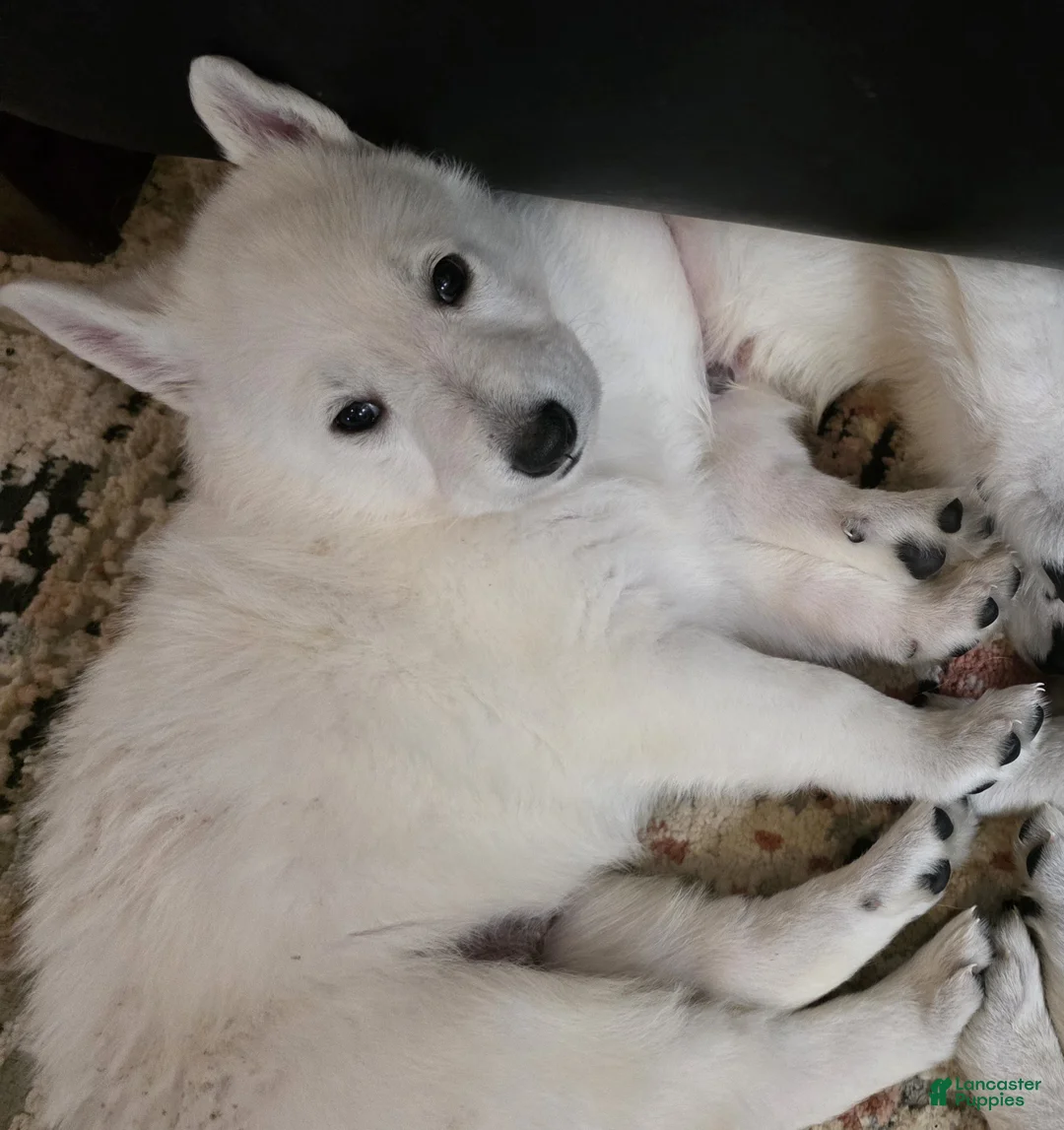 German Shepherd dogs for sale: Dolly - Ad 1