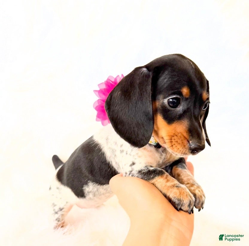 Miniature Dachshund dogs AKC Opal - Ad 7