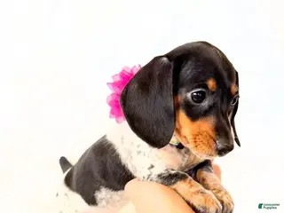 Miniature Dachshund dogs AKC Opal - Ad 7