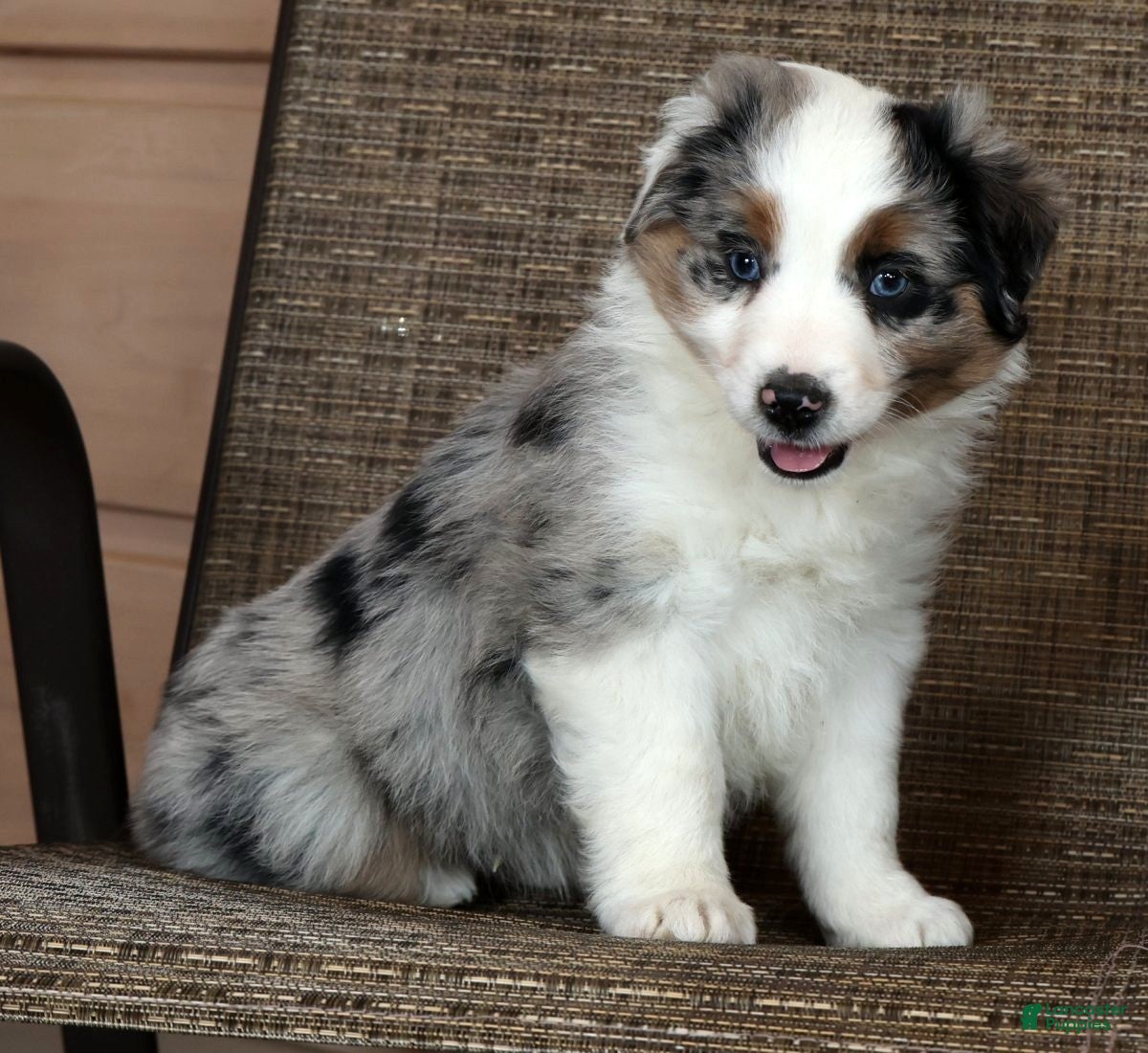 Miniature Australian Shepherd dogs Blue Bell - Ad 1