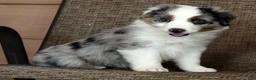 Miniature Australian Shepherd dogs for sale: Blue Bell - Ad 1