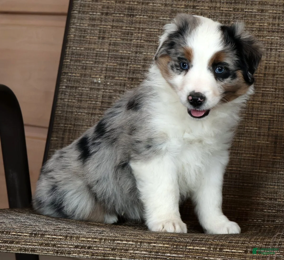 Miniature Australian Shepherd dogs for sale: Blue Bell - Ad 1