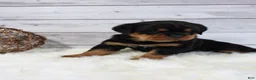 Rottweiler dogs for sale: Tyson - Ad 5