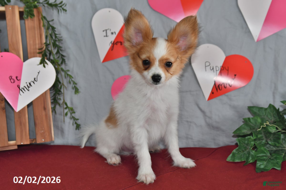 Papillon dogs Nobel - Ad 2