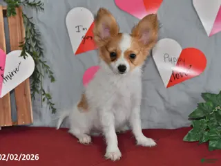 Papillon dogs Nobel - Ad 2