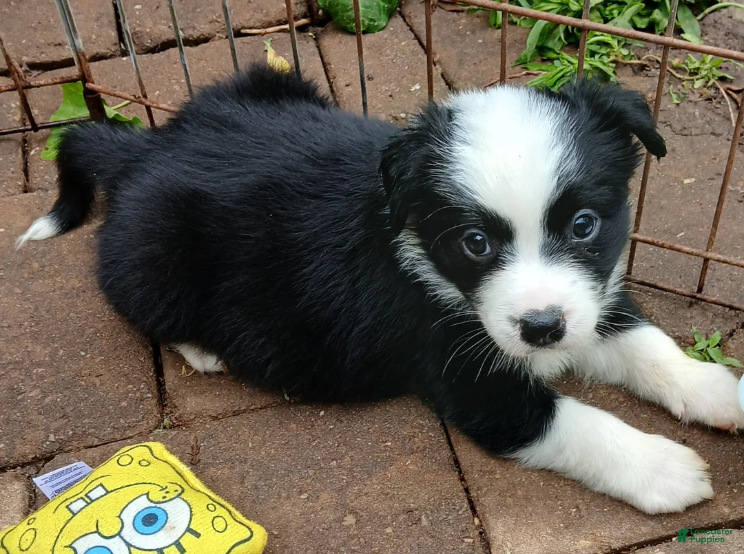 Miniature Australian Shepherd dogs for sale: Miniature Australian Shepherd Puppy 7 - Ad 1