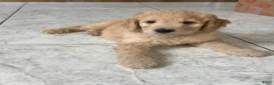 Levi