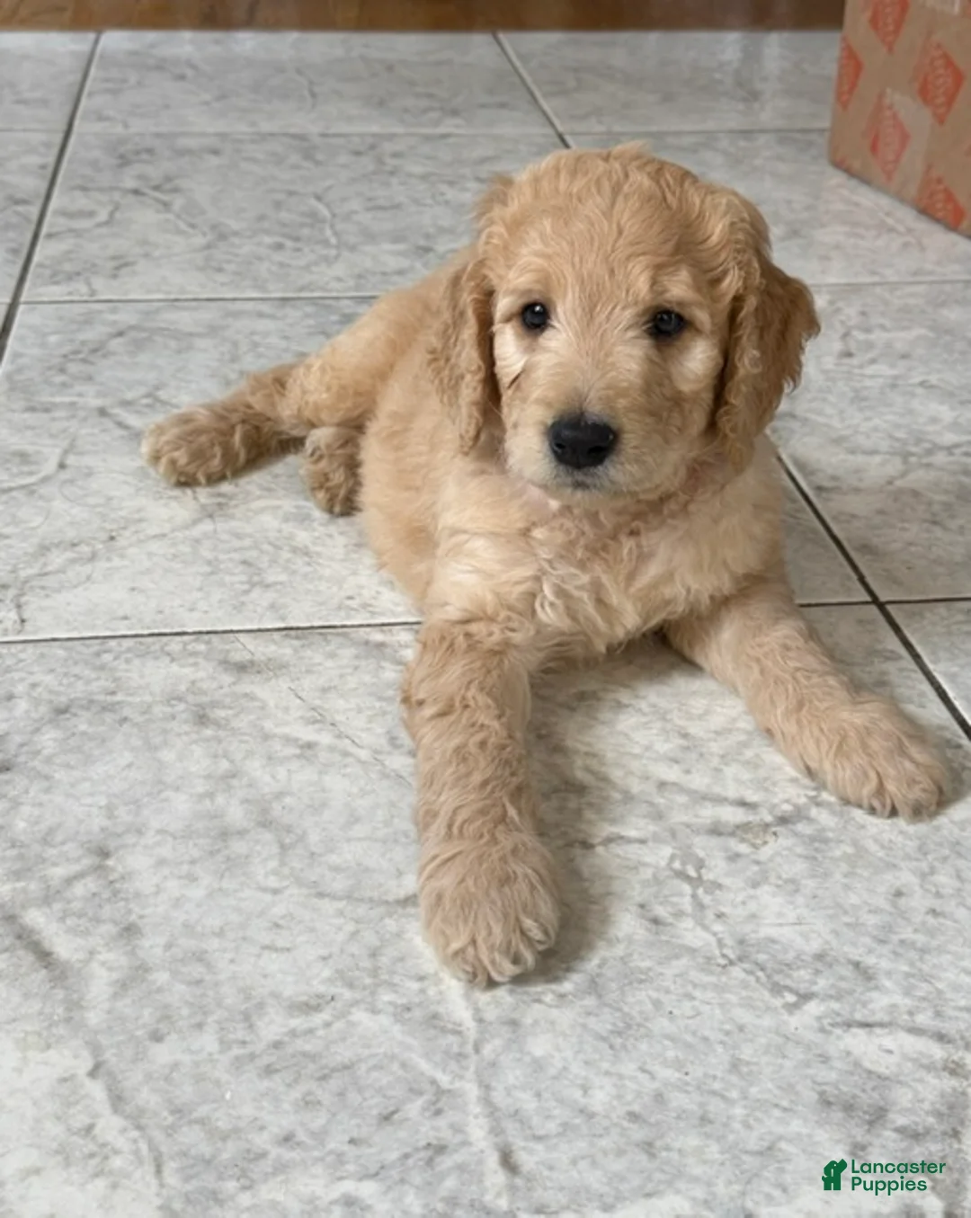 Goldendoodle dogs for sale: Levi - Ad 1