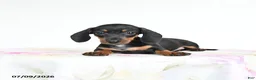 Miniature Dachshund dogs for sale: Roxie - Ad 4