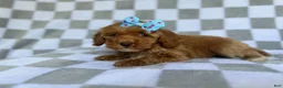 Cockapoo dogs for sale: Fancy - Ad 7
