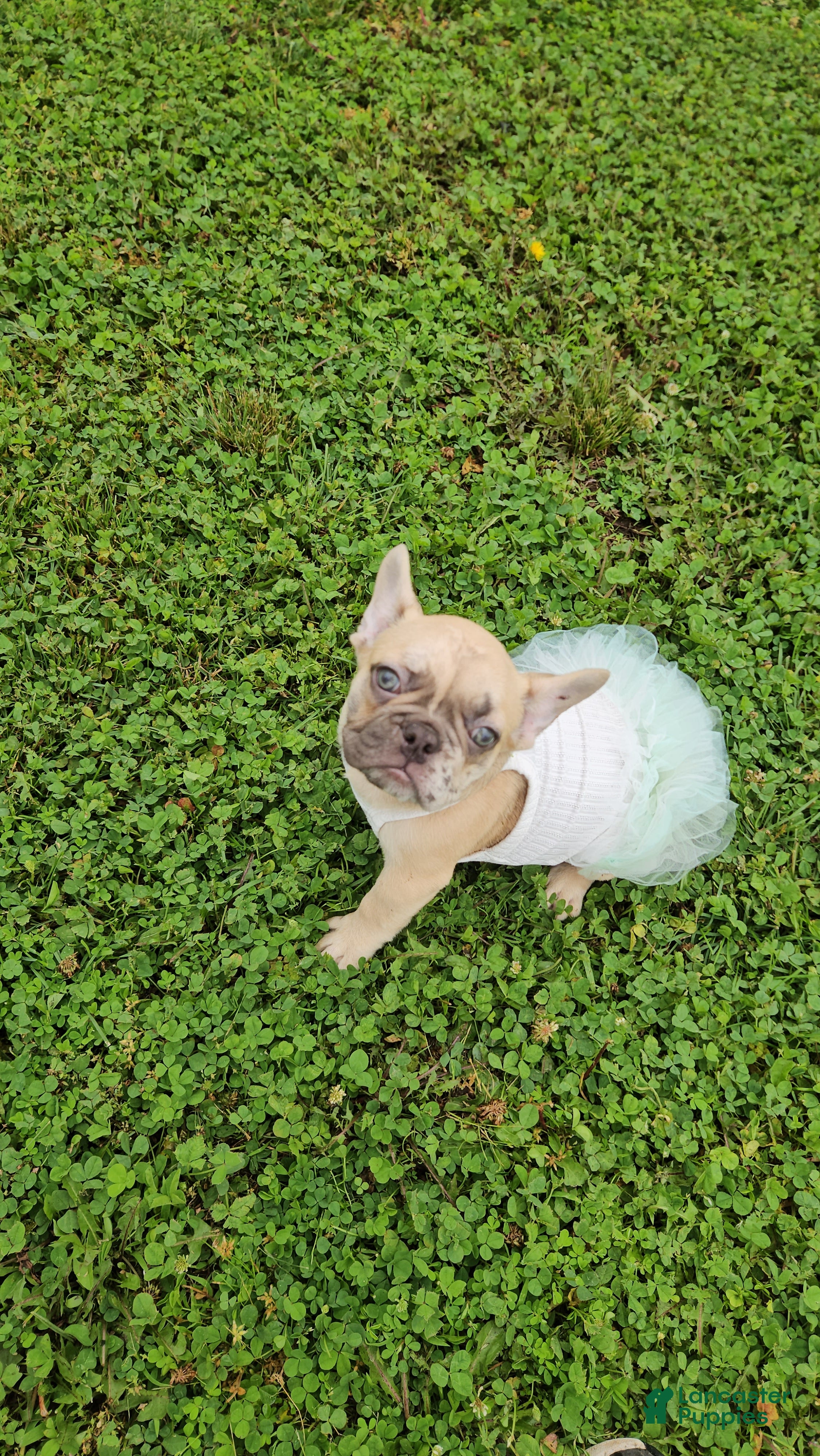 French Bulldog dogs French Bulldog Puppy 2 - Ad 26