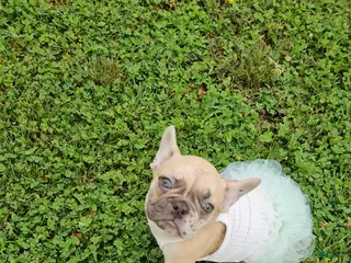French Bulldog dogs French Bulldog Puppy 2 - Ad 26