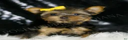 Yorkshire Terrier dogs for sale: Lil Dude  - Ad 3