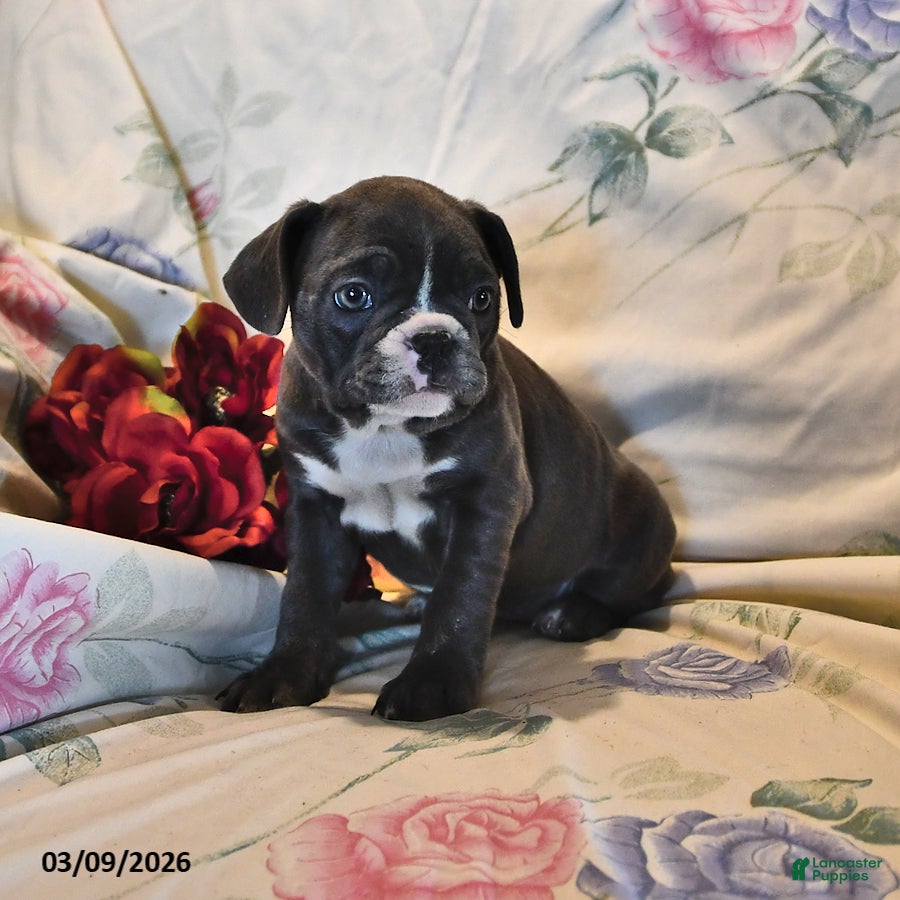 Frenchton dogs Misty - Ad 2