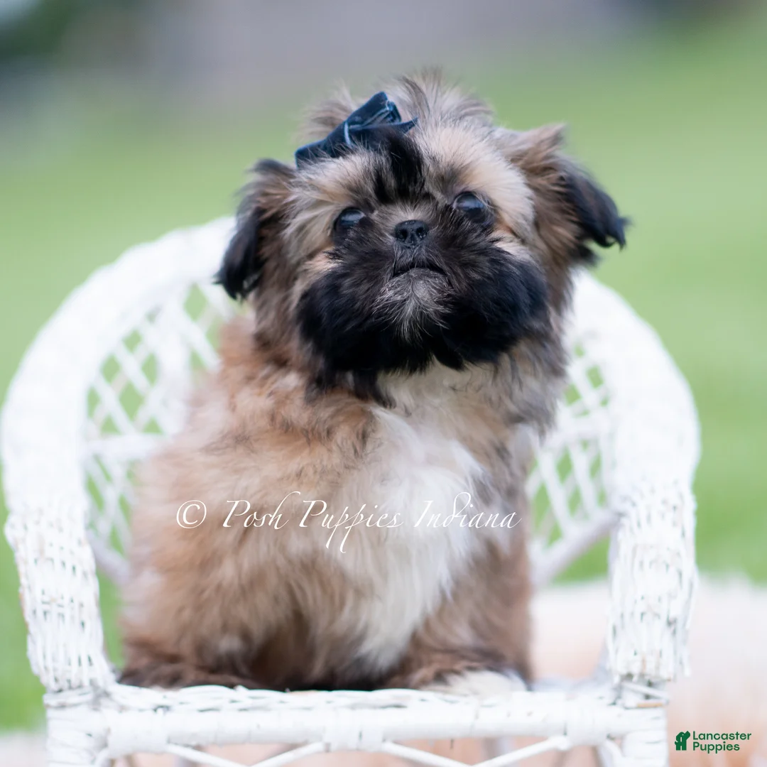 Shih Tzu dogs for sale: Grizzie - Ad 5