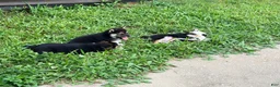 Shiba Inu dogs for sale: Shiba Inu 4 - Ad 5
