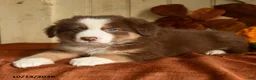 Australian Shepherd dogs for sale: Autumn - Ad 3