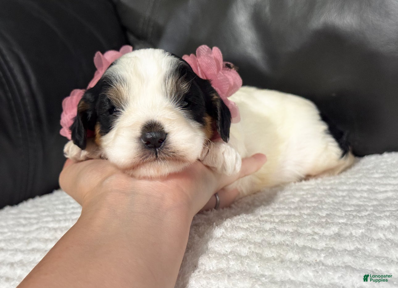 Cavapoo dogs Emma - Ad 11