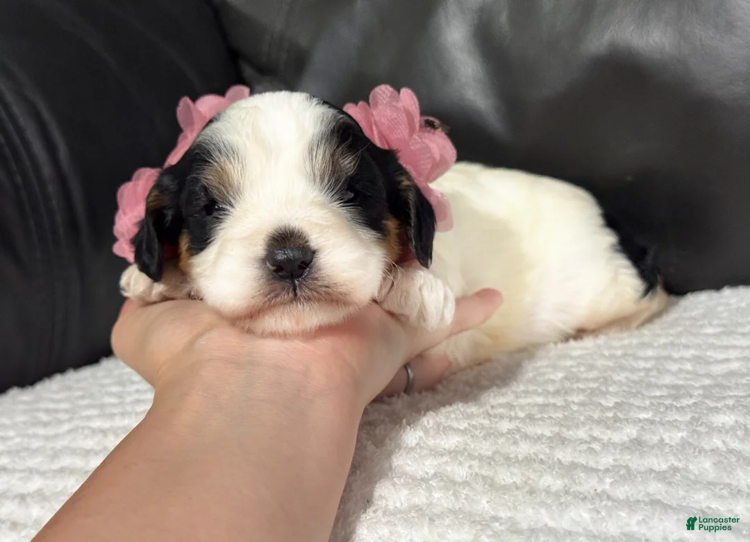 Cavapoo dogs for sale: Emma - Ad 1