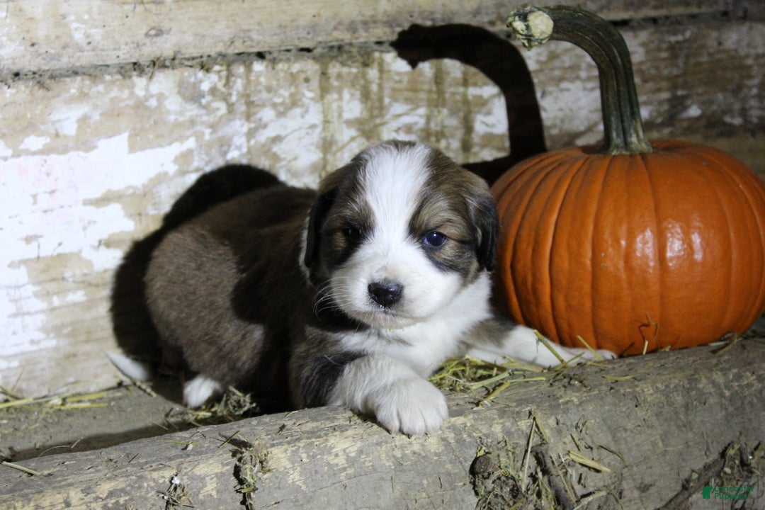 Mixed Breed dogs for sale: Tinsel - Ad 3