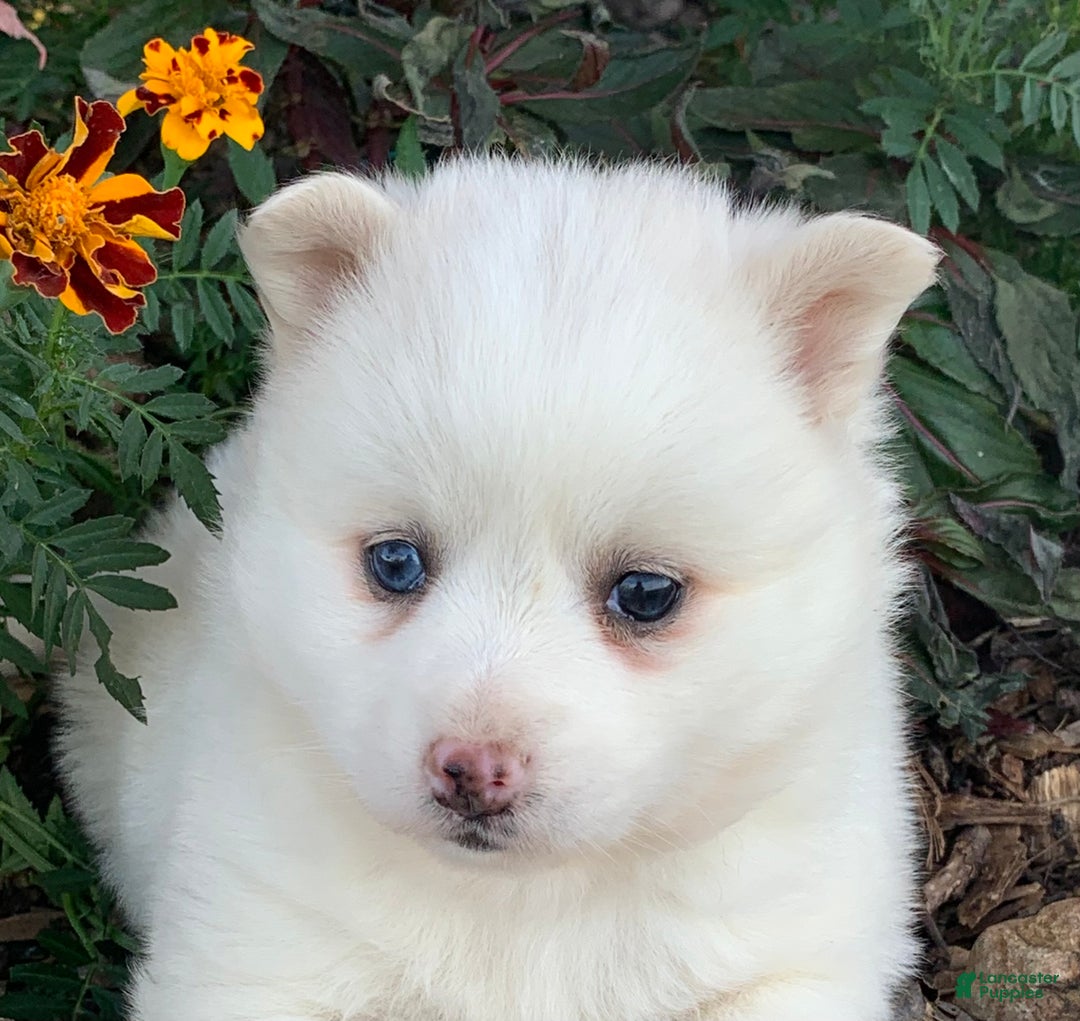 Alaskan Klee Kai dogs for sale: Sweet Petite Baby Willow~!!! - Ad 7