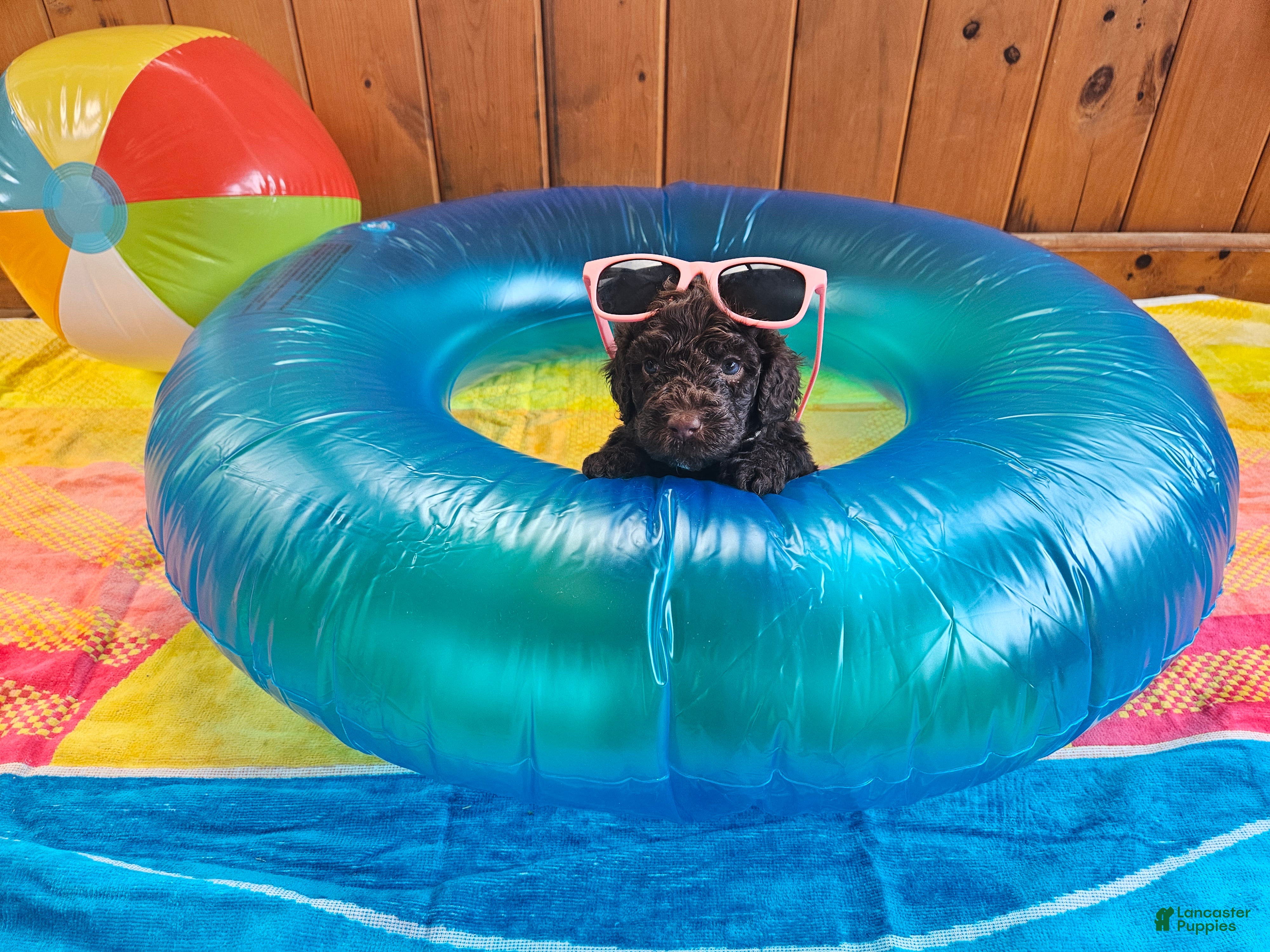Portuguese Water Dog dogs Hershey - Ad 23