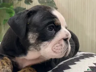 English Bulldog dogs Mad Mia - Ad 37