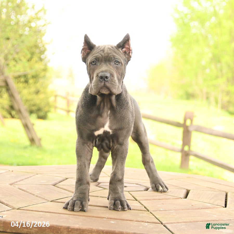 Cane Corso dogs Yancy - Ad 1