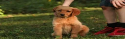 Golden Retriever dogs for sale: Amy Golden Retriever  - Ad 5
