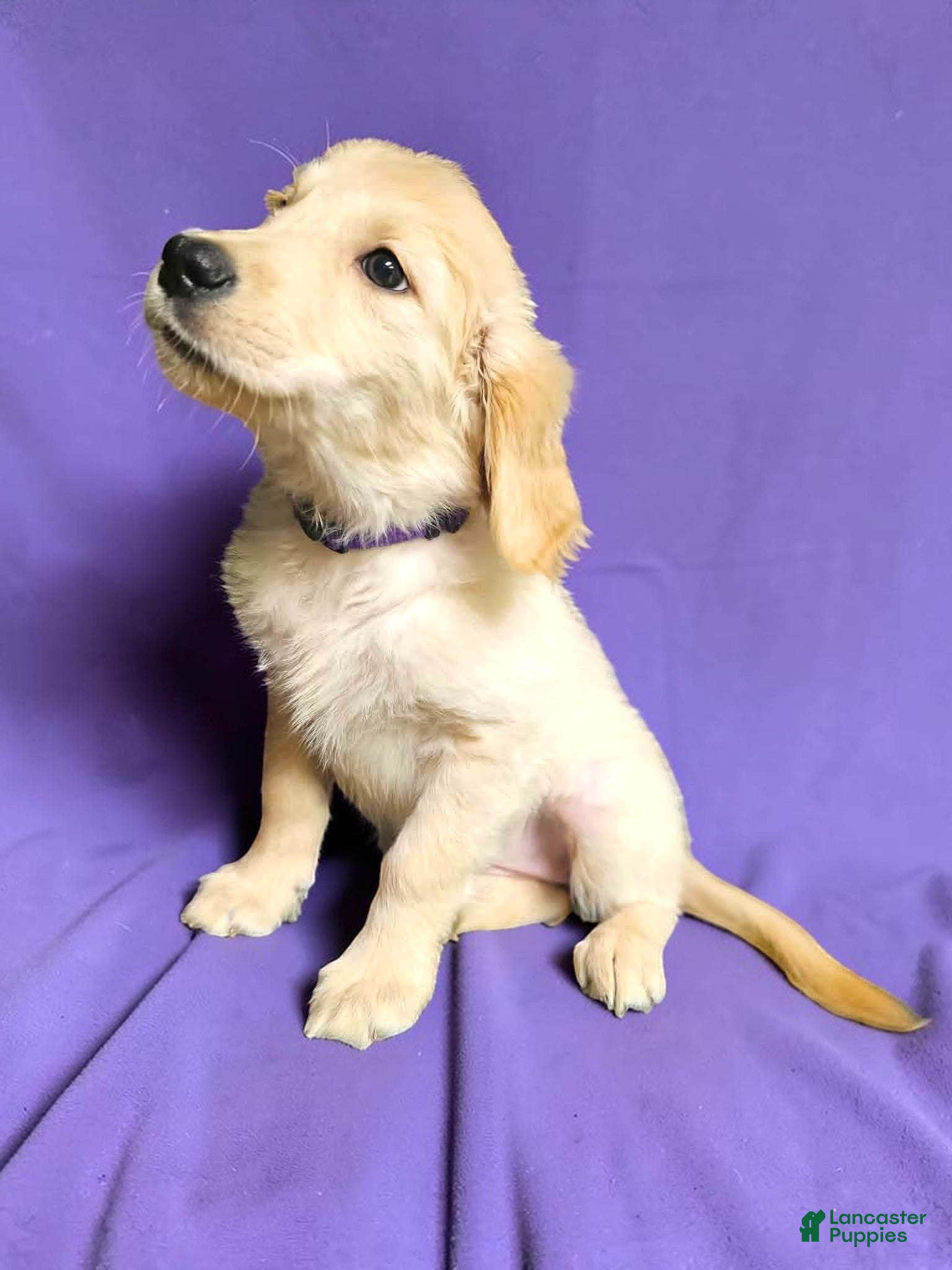 Golden Retriever dogs Golden Retriever 6 - Ad 2