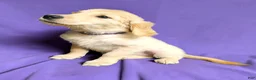 Golden Retriever dogs for sale: Golden Retriever 6 - Ad 2