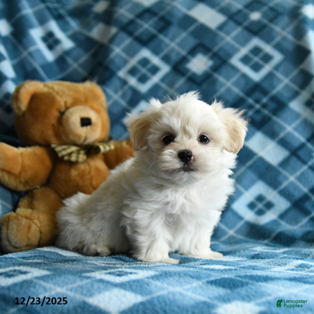 Malshi dogs for sale: Hardy - Ad 2