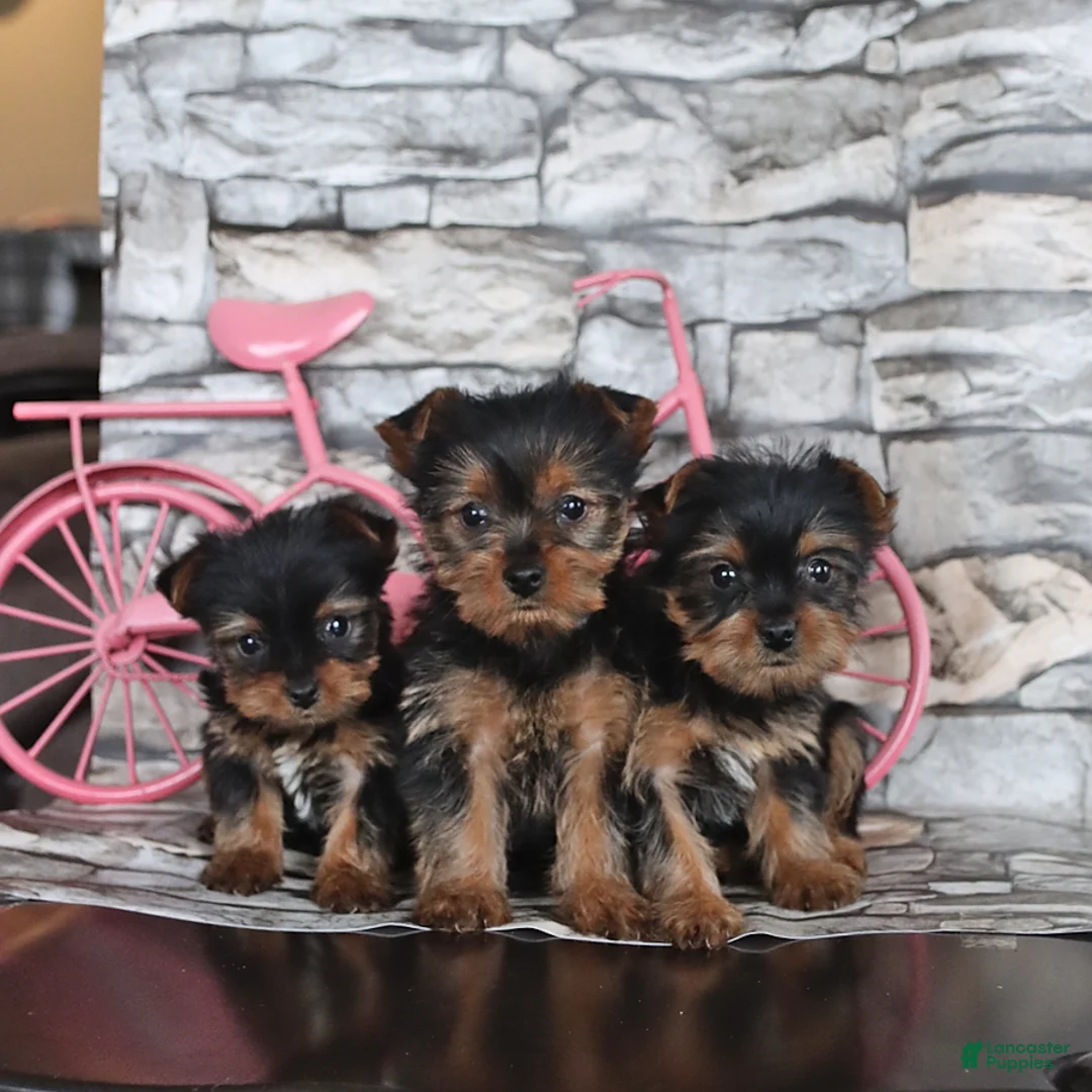 Yorkshire Terrier dogs for sale: Janice - Ad 2