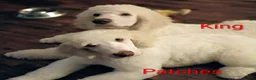 Standard Poodle dogs for sale: Patches - Ad 5