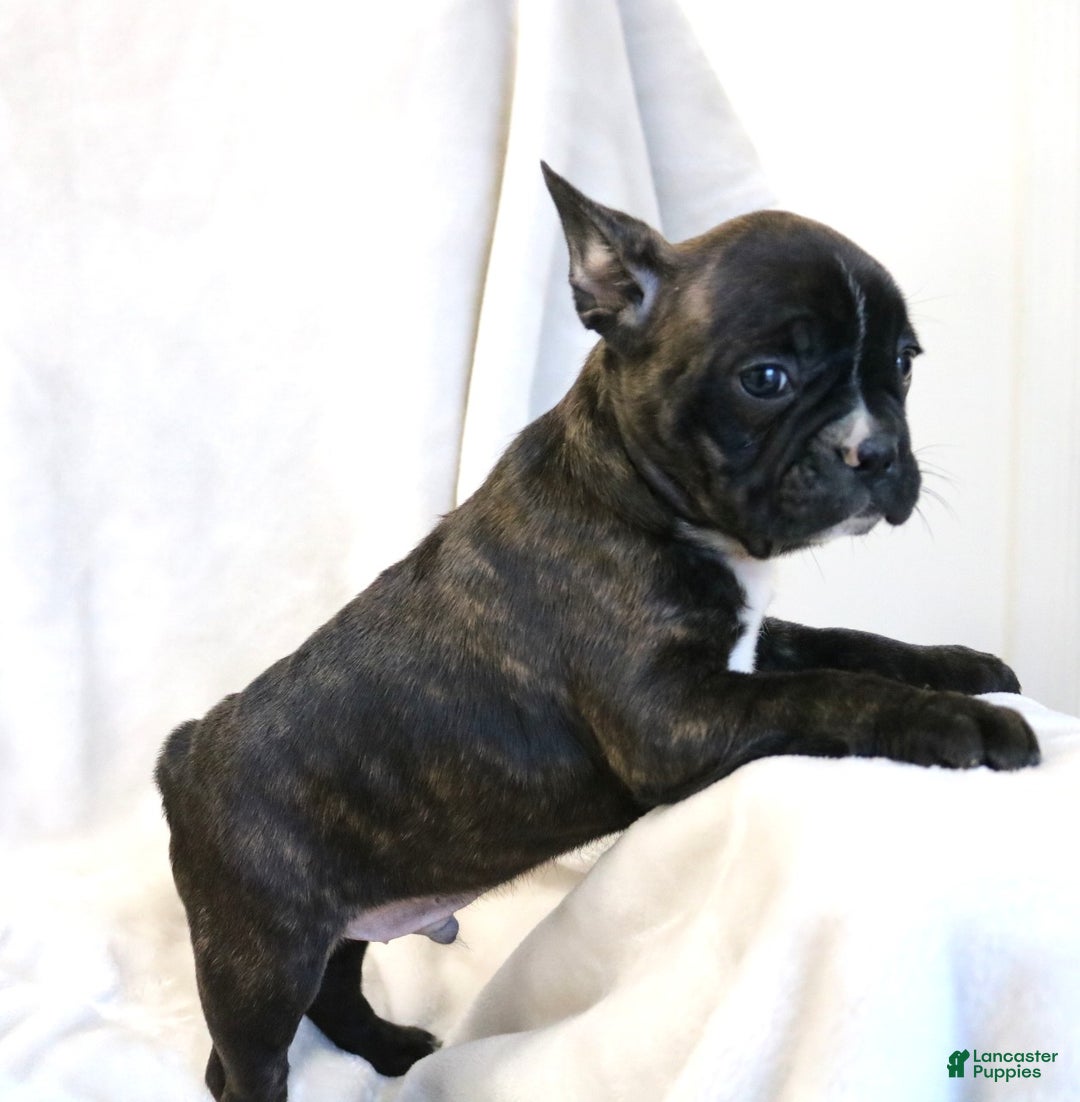 Frenchton dogs for sale: Charlie - Ad 3