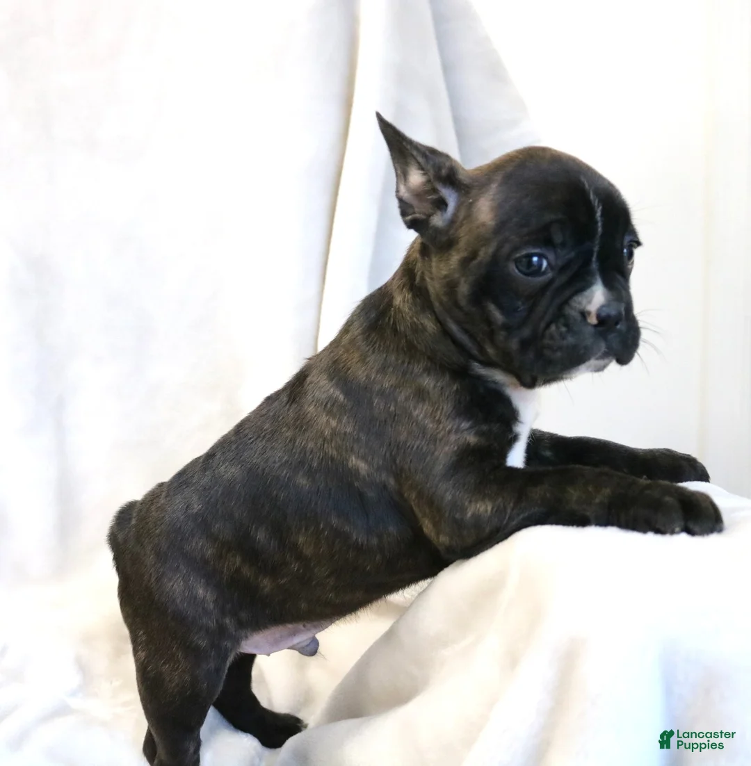 Frenchton dogs for sale: Charlie - Ad 3
