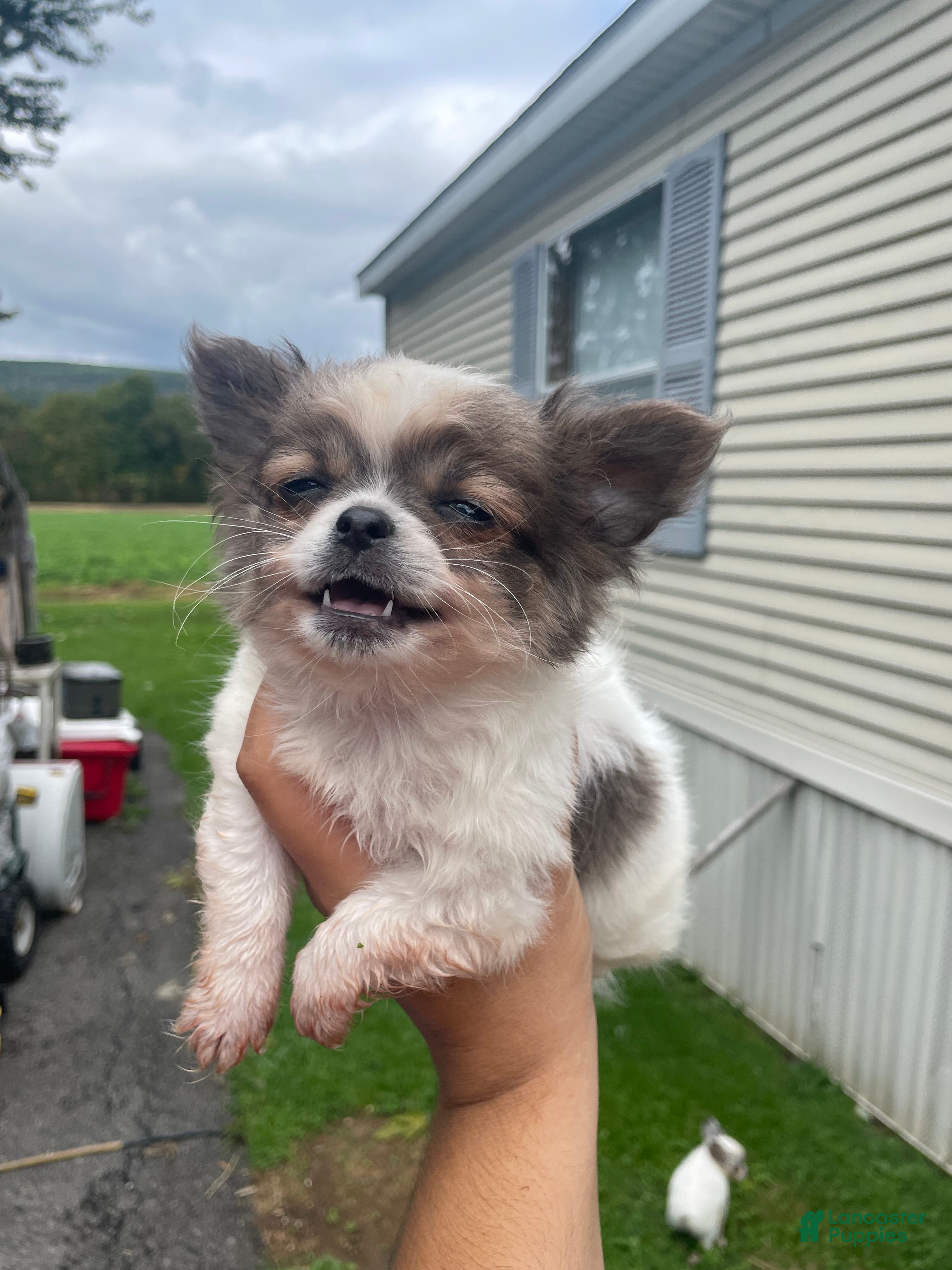 Chihuahua dogs for sale: Bandit  - Ad 1