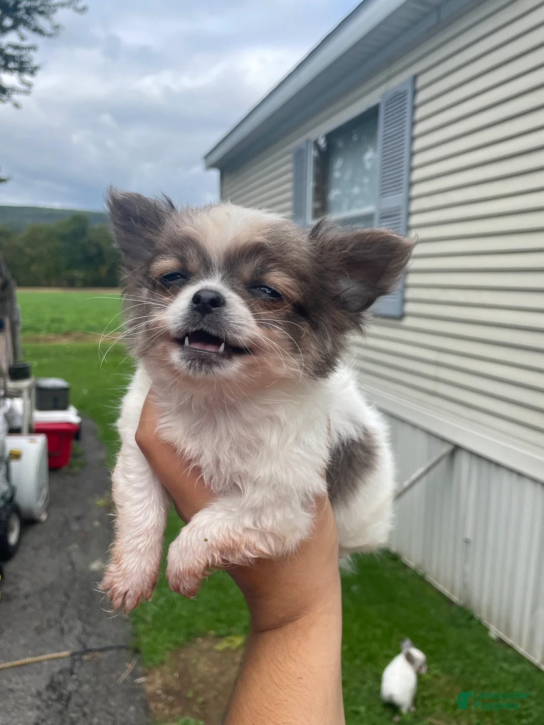 Chihuahua dogs for sale: Bandit  - Ad 1