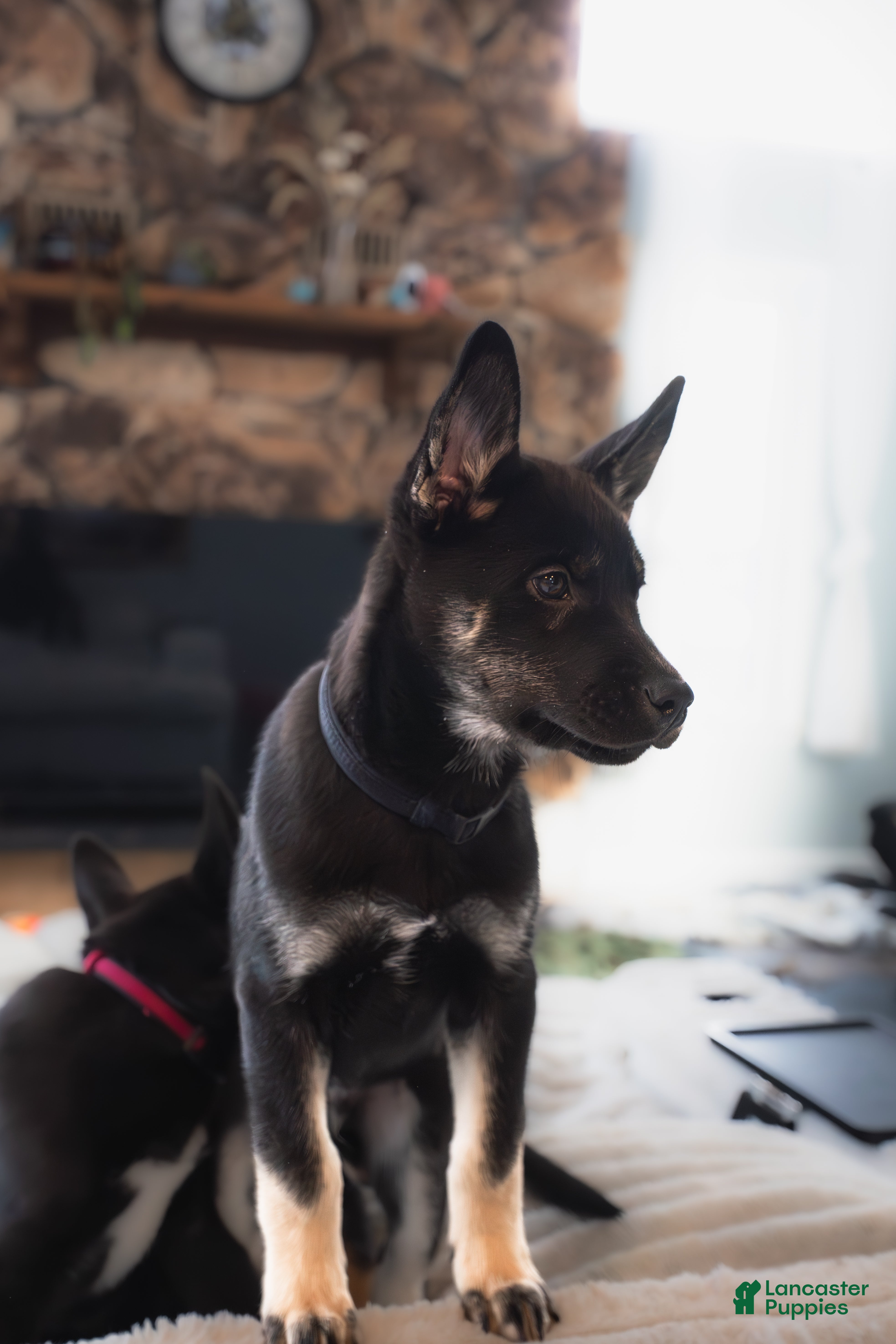 Mixed Breed dogs Bacchus - Ad 3