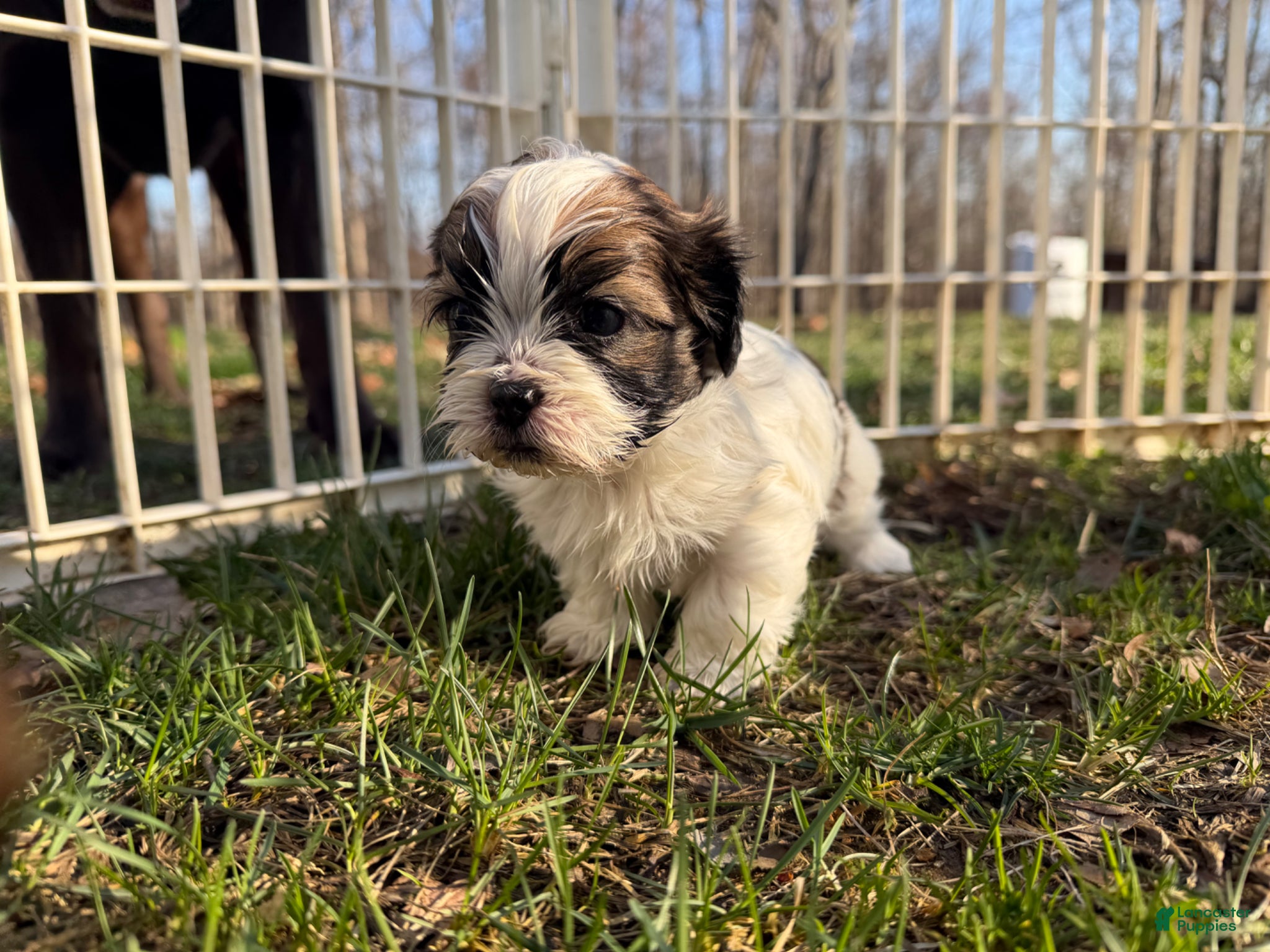 Shih Tzu dogs Graham  - Ad 1