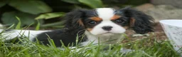 Cavalier King Charles Spaniel dogs for sale: Princess Cavalier King Charles Spaniel  - Ad 2