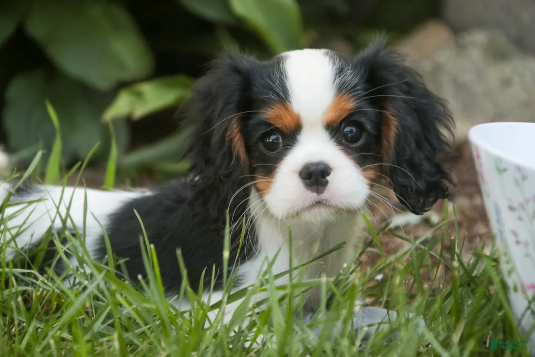 Cavalier King Charles Spaniel dogs for sale: Princess Cavalier King Charles Spaniel  - Ad 2