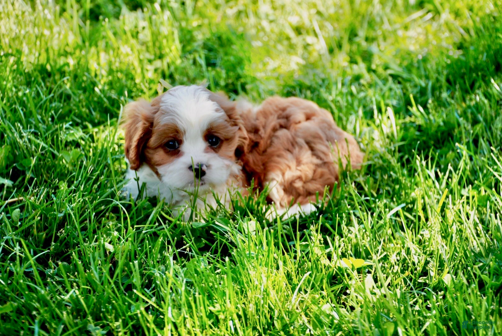 Cavapoo dogs Andy - Ad 2