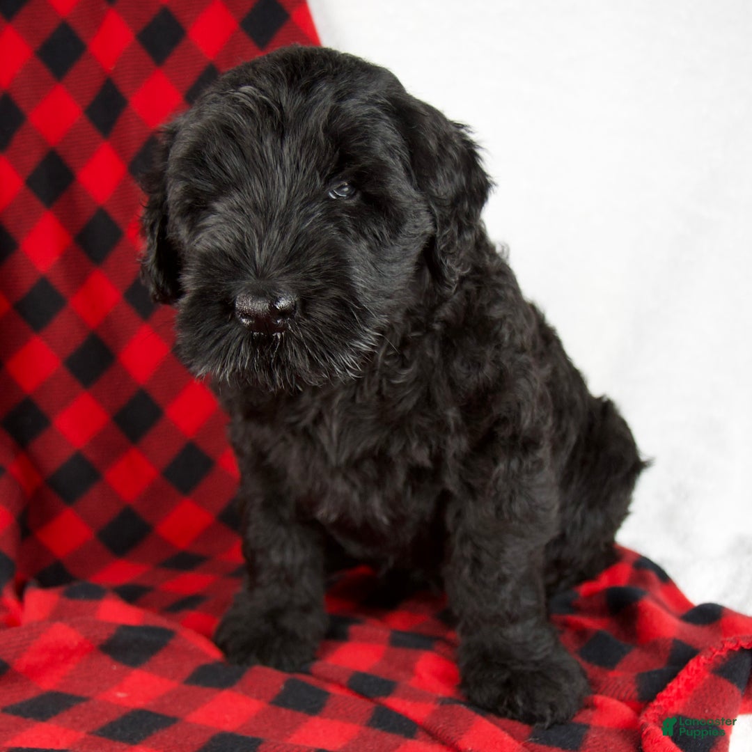 Giant Schnauzer dogs for sale: Arlin - Ad 2