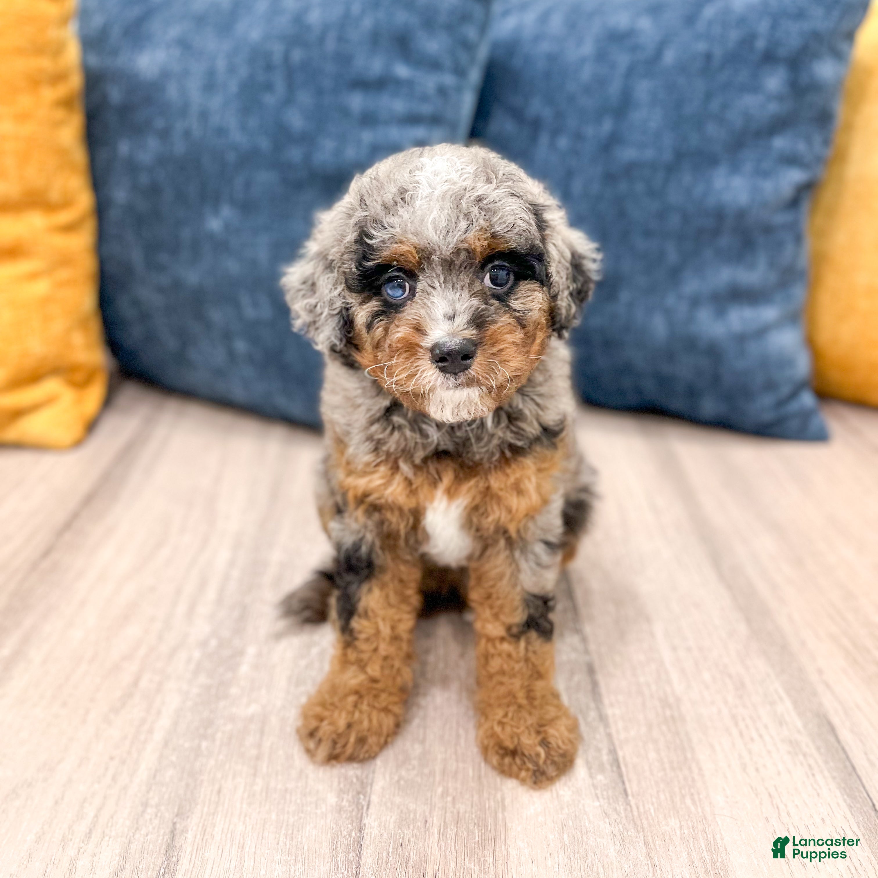 Cavapoo dogs Sue - Ad 1