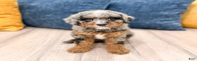 Sue