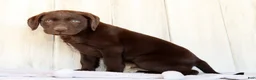 Labrador Retriever dogs for sale: Rily - Ad 3