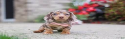 Miniature Dachshund dogs for sale: Ivy - Ad 8