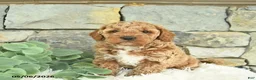 Mini Goldendoodle dogs for sale: Radar - Ad 2