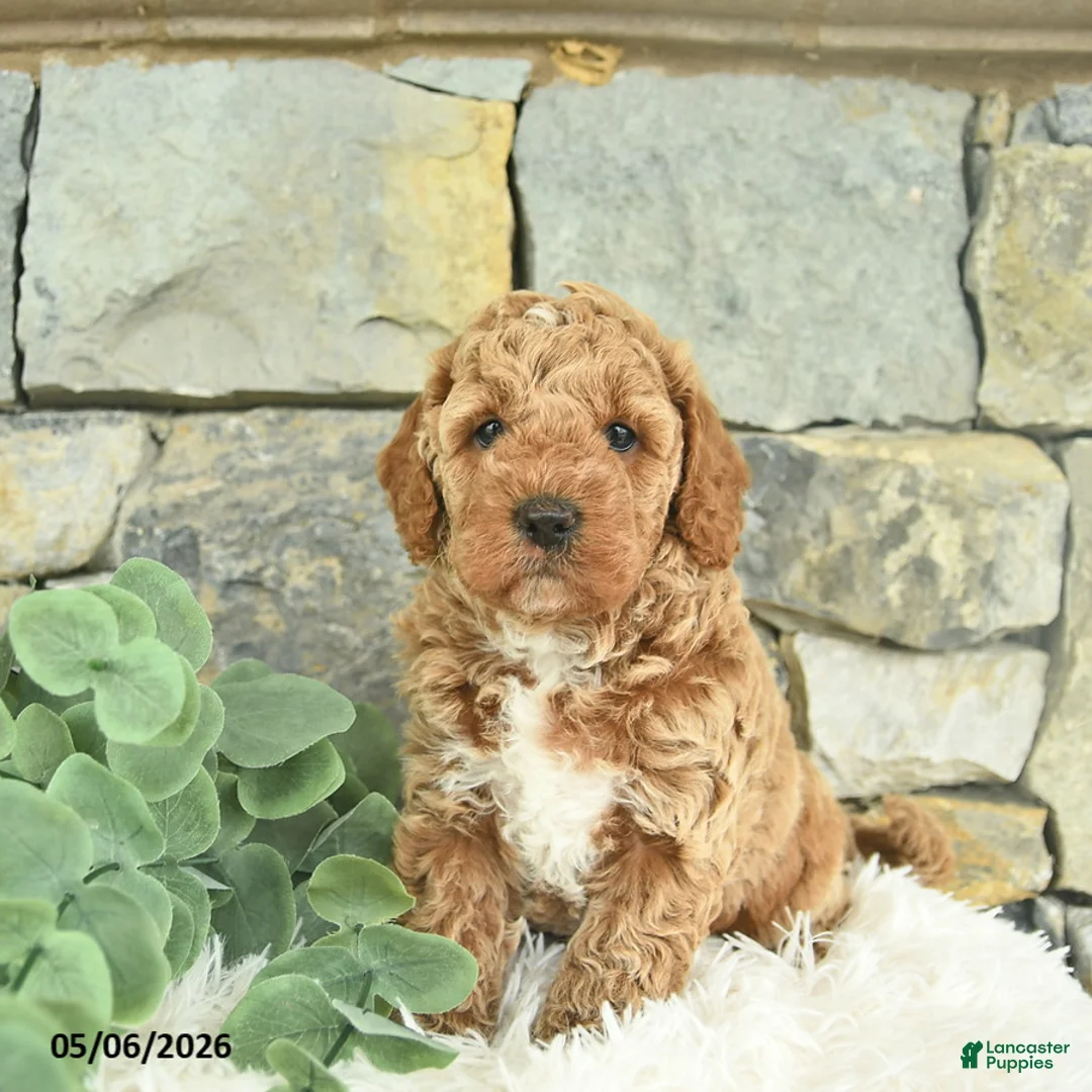Mini Goldendoodle dogs for sale: Radar - Ad 2